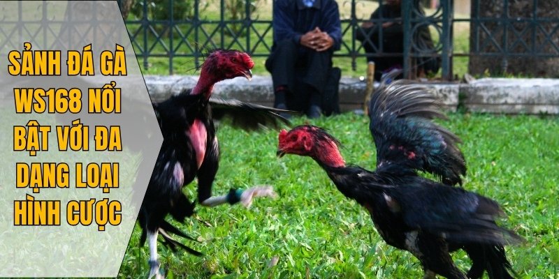 Sảnh đá gà WS168 nổi bật với đa dạng loại hình cược 